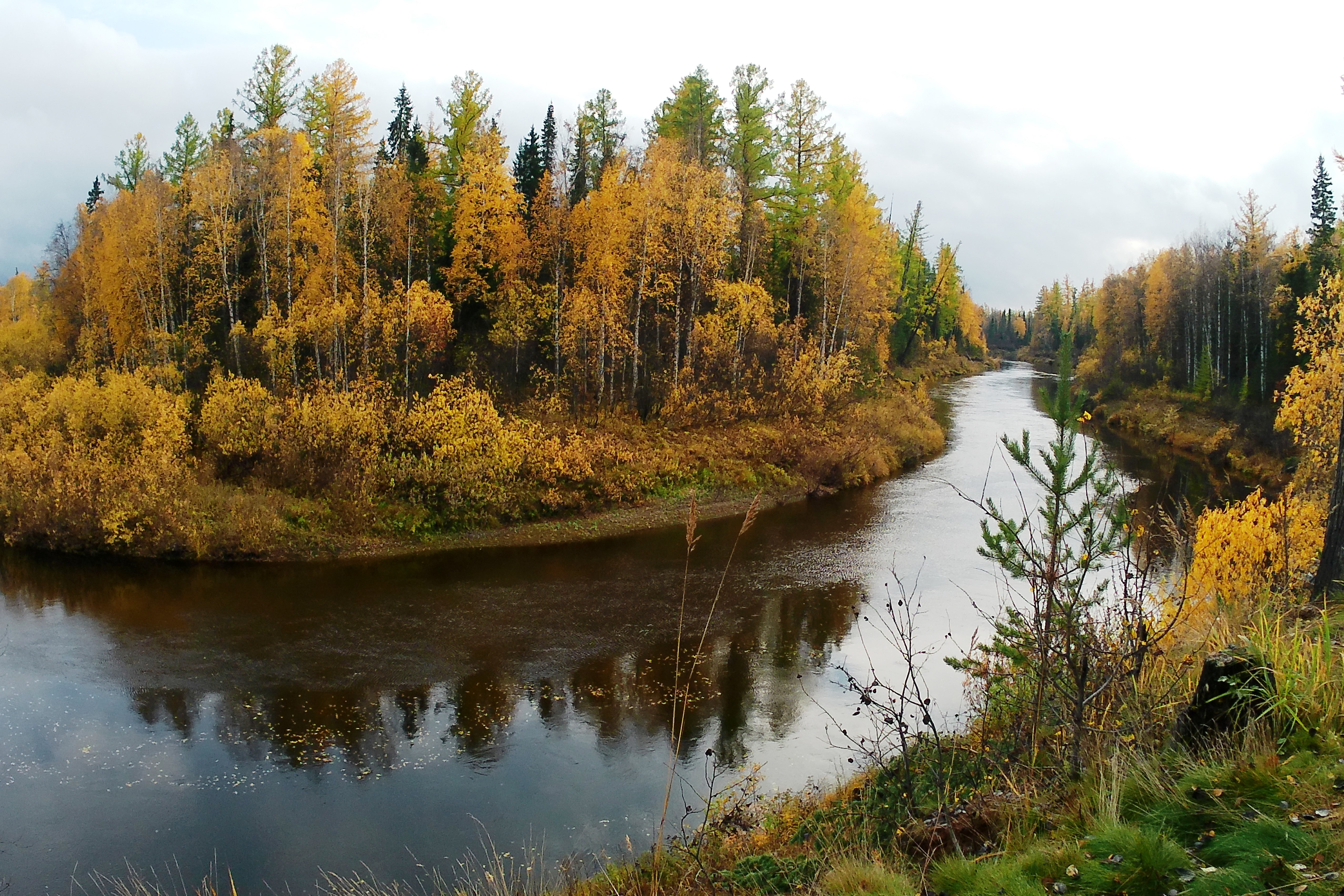 Пюльки - фото 1